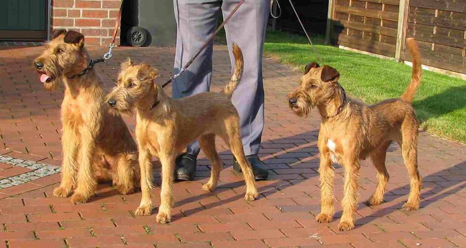 Three Rufus Irish Terrier in the sun