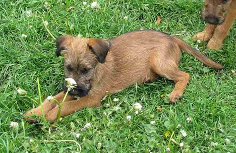 Kaya mit Pusteblume