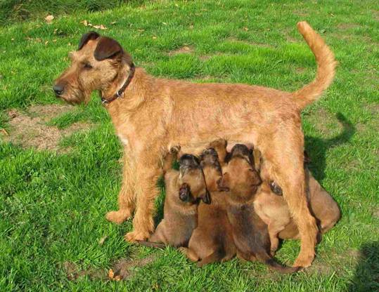 Stella with Y-Litter