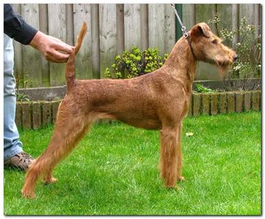 Princess Tiger Lily v Koudenhoven, breeder Peter Jaspers the Netherlands