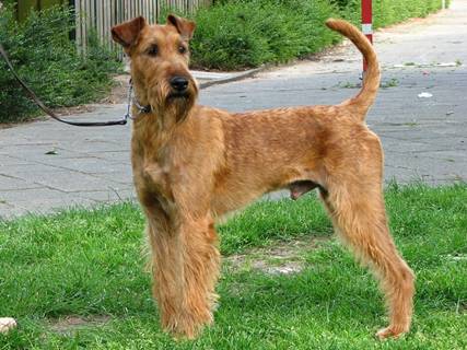 Okie Dokie v Koudenhoven, breeder Peter Jaspers, the Netherlands