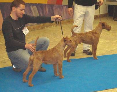 again Pride Ueliss v Koudenhoven, Breeder Peter Jasperd, the Netherlands