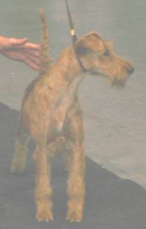 A nice Irish Terrier