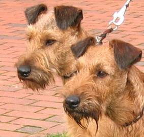 Rufus Irish Terrier present Rufi and Stella