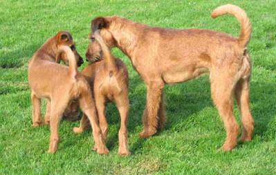 Stella with two puppies