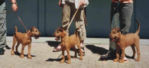 three irish terrier puppies