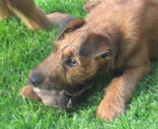 puppie chewing a bone