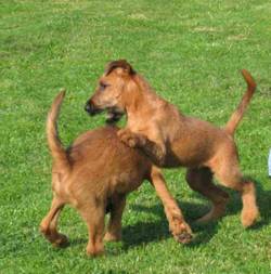 two irish terrier puppies playing