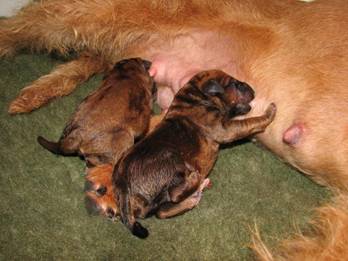 Irish Terrier puppy of Royal Roby's
