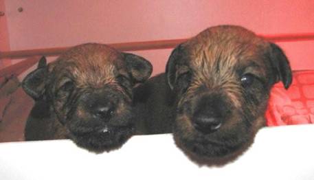 two little innocent irish terrier pups