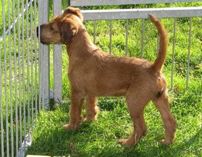 little irish terrier girl