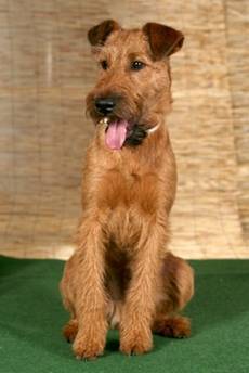 irish terrier puppie von Haseland