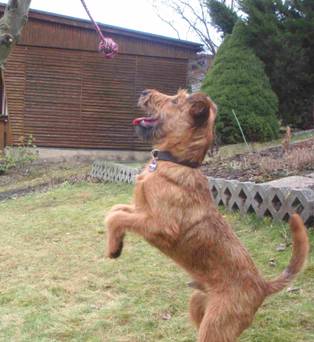 irish terrier jumping at a stick