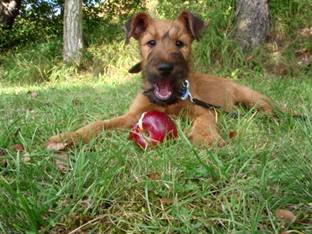 irish terrier puppie with an apple