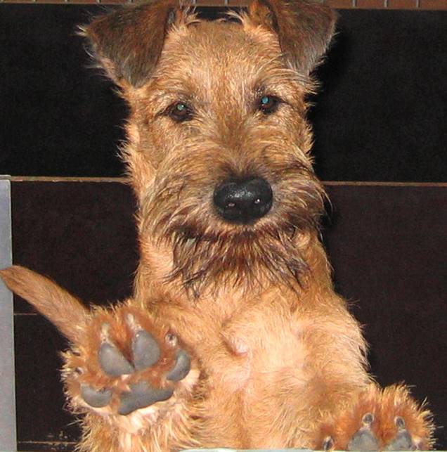 Irish terrier Rüden Rufi heisst Ihnen Willkommen auf unser Homepage über unsere Irish Terrier Zucht, mit viele Bilder und Videos  von Welpen.

