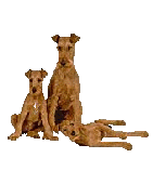 Irish Terrier Ring Logo