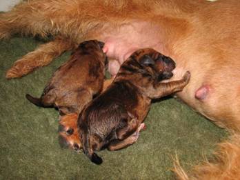 Irish Terrier Welpen von Royal Roby's
Da kann ein Züchter nur zufrieden sein
