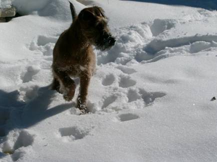Jacky im Schnee