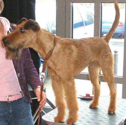 Rufus Touch of Class 2