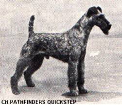 CH Pathfinders Quickstep a real Irish Terrier stud dog