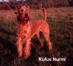 Rufus Nurmi a real Rufus Irish Terrier