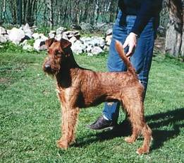 Tralee's Hurricane Kid is a magical dog