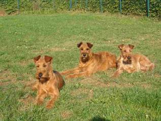 Lotti and half-sister Spicy with grandmother Sweetie