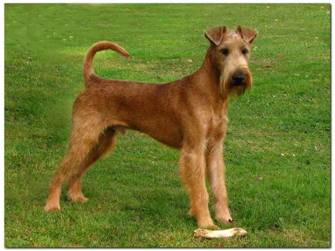 Irish Terrier rüden Okie Dokie v Koudenhoven von rechts