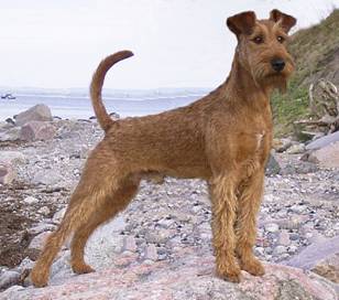 Rufus Quite a lion on the beach