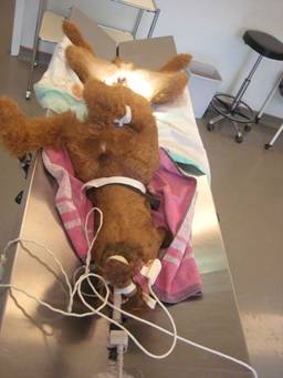 Irish Terrier male in surgery off a cystinstone