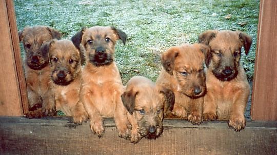 six innocent looking puppies