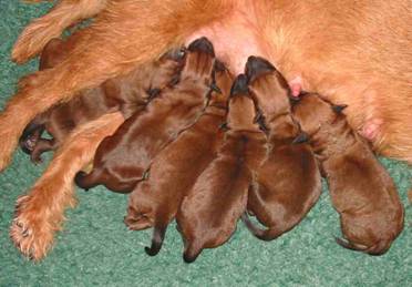 Little irish Terrier puppies unaware of the world outsite