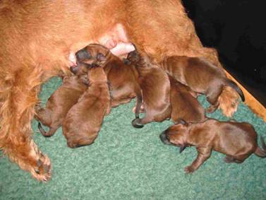 Lotti with her new born irish terrier puppies