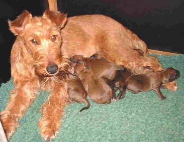 and again Lotti with puppies