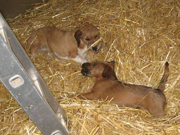 puppies playing in straw