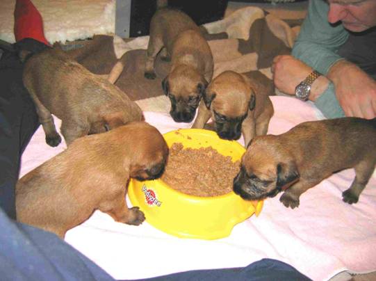 puppies with much food