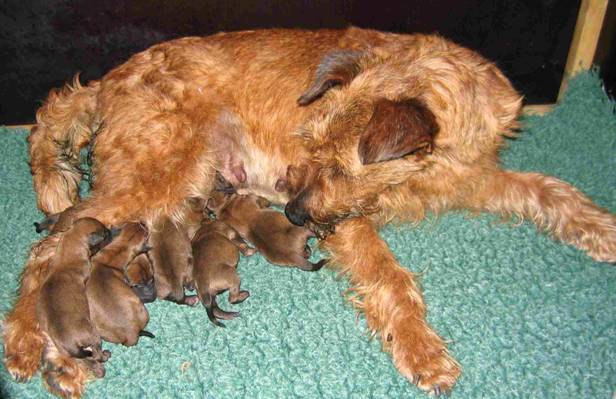 spicy with 7 puppies