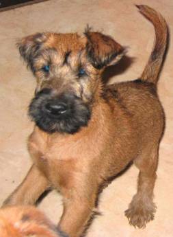 but not for ever. but we still have a few irish terriers left