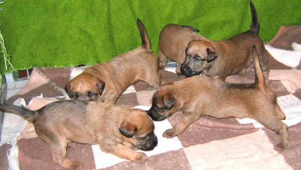five puppies a breeders joy