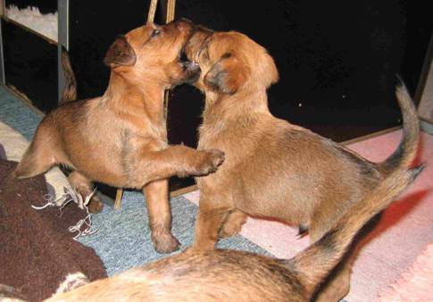 two irish puppies biting