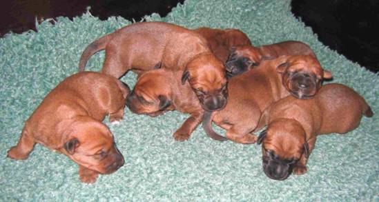 seven sleeping puppies