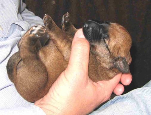 a little fat irish terrier puppie