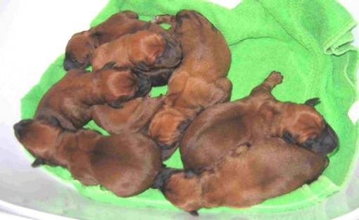 the whole litter