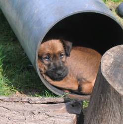 Puppie in a tube