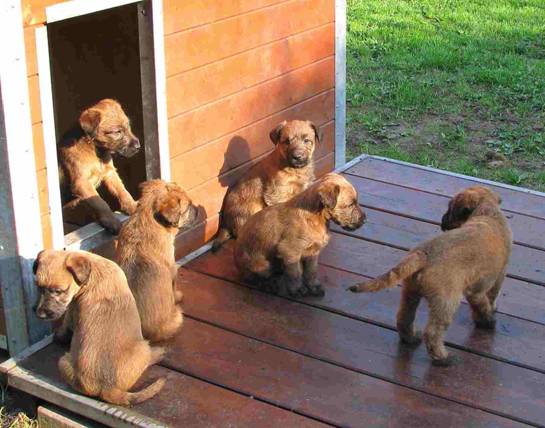 Y-Litter infront of their wooden house