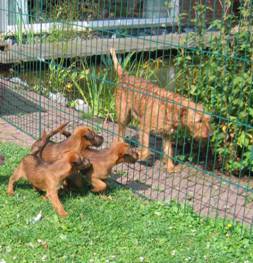 Max puppies running