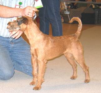 Rufus Violet for Haseland is a nice irish terrier bitch 