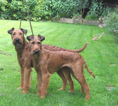 two Rufus Irish Terriers in other kennels active.