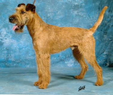 a very nice picture of the irish terrier male Rufus Under my Spell