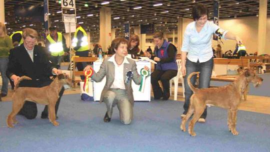a picture of the wiining dogs at the Finnish winnershow